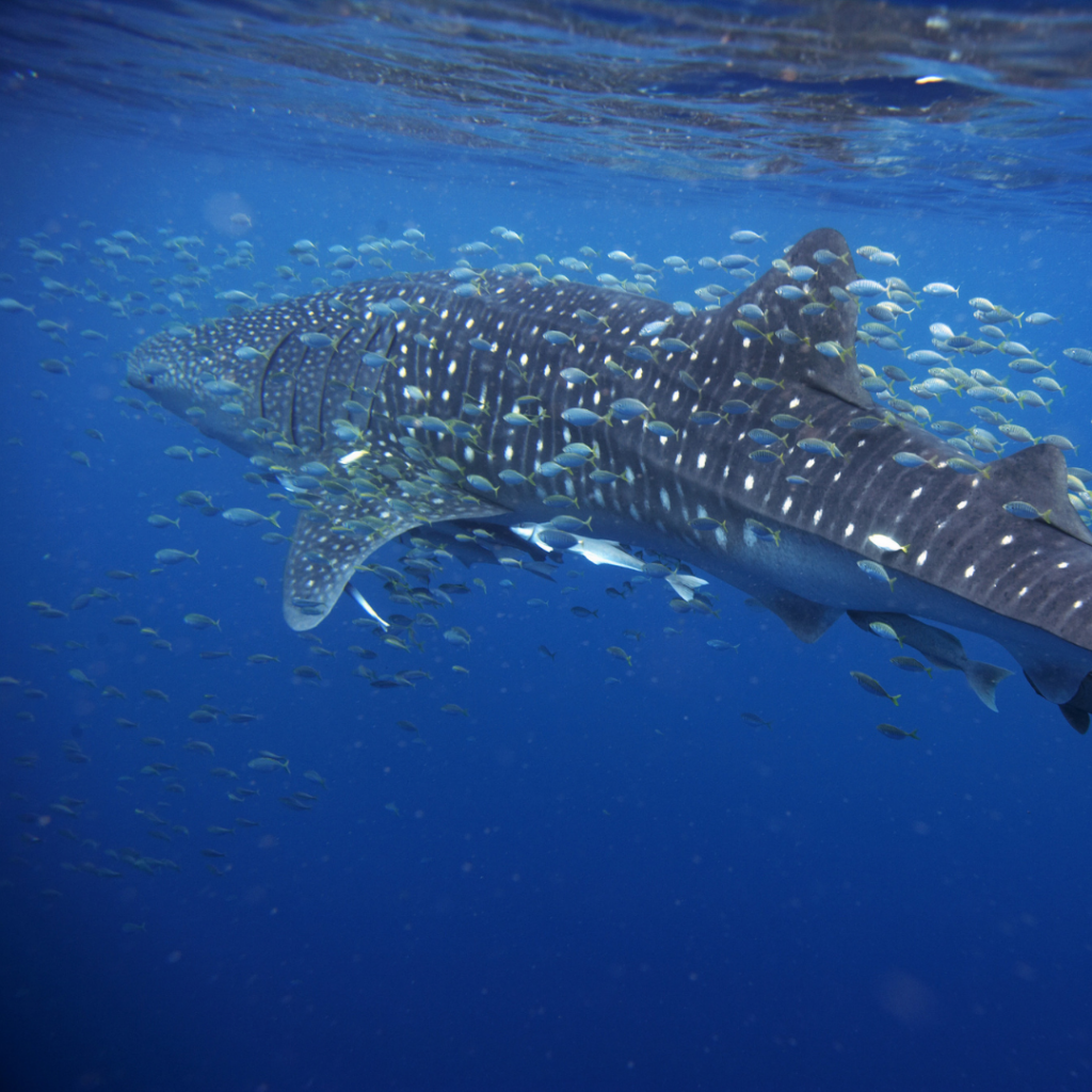 Best whale shark tour in Cancun