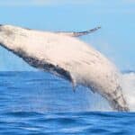 Whale watching Baja California